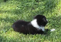 Maverick's Roscoe , a male Miniature Australian Shepherd for sale in Williams, IN – 10 of 10