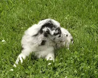 BMF Sky, a female Miniature Australian Shepherd for sale in Williams, IN – 2 of 10