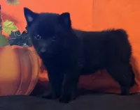 Ivy's Sly, a male Schipperke for sale in Williams, IN – 4 of 10