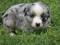 BMF Blue Belle , a female Miniature Australian Shepherd for sale in Williams, IN – 7 of 9