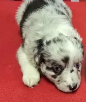 BMF Sky, a female Miniature Australian Shepherd for sale in Williams, IN – 9 of 10