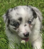 BMF Sky, a female Miniature Australian Shepherd for sale in Williams, IN – 1 of 10