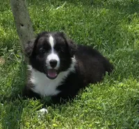 Maverick's Roscoe , a male Miniature Australian Shepherd for sale in Williams, IN – 4 of 10