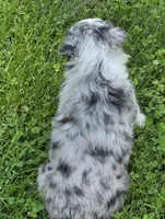 BMF Blue Belle , a female Miniature Australian Shepherd for sale in Williams, IN – 2 of 9