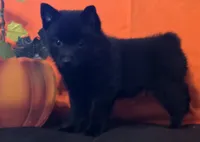 Ivy's Sly, a male Schipperke for sale in Williams, IN – 7 of 10