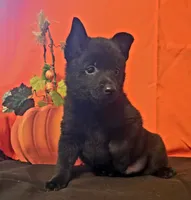 Ivy's Slick , a male Schipperke for sale in Williams, IN – 3 of 8