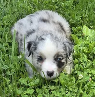 BMF Blue Belle , a female Miniature Australian Shepherd for sale in Williams, IN – 4 of 9