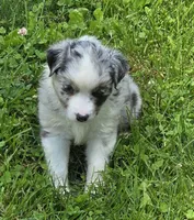 BMF Blue Belle , a female Miniature Australian Shepherd for sale in Williams, IN – 3 of 9