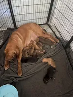 Red, a male Bloodhound for sale in Cross City, FL – Photo 6 of 6