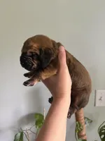 Red, a male Bloodhound for sale in Cross City, FL – Photo 5 of 6