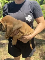 Red, a male Bloodhound for sale in Cross City, FL – Photo 2 of 6