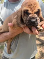 Red, a male Bloodhound for sale in Cross City, FL – Photo 3 of 6