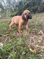 Red, a male Bloodhound for sale in Cross City, FL – Photo 4 of 6