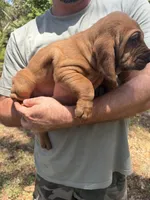 Orange , a male Bloodhound for sale in Cross City, FL – Photo 1 of 5