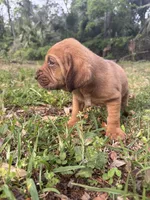 Orange , a male Bloodhound for sale in Cross City, FL – Photo 3 of 5