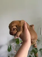 Orange , a male Bloodhound for sale in Cross City, FL – Photo 4 of 5