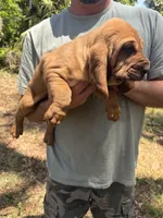 Orange , a male Bloodhound for sale in Cross City, FL – Photo 2 of 5