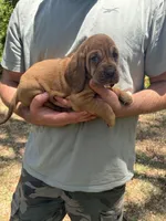 Pink , a female Bloodhound for sale in Cross City, FL – Photo 2 of 3