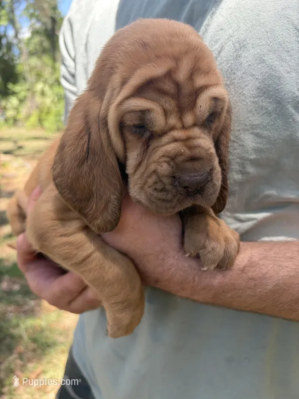 Pink  – Bloodhound puppy for sale in Cross City, FL