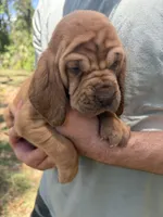 Pink , a female Bloodhound for sale in Cross City, FL – Photo 1 of 3