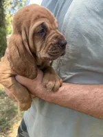 Pink , a female Bloodhound for sale in Cross City, FL – Photo 3 of 3