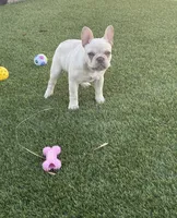 Cookie, a female French Bulldog for sale in Las Vegas, NV – 5 of 5