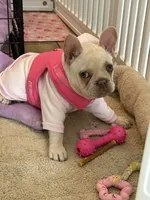 Cookie, a female French Bulldog for sale in Las Vegas, NV – 3 of 5