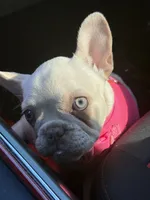 Cookie, a female French Bulldog for sale in Las Vegas, NV – 2 of 5