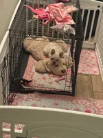 Cookie, a female French Bulldog for sale in Las Vegas, NV – 4 of 5