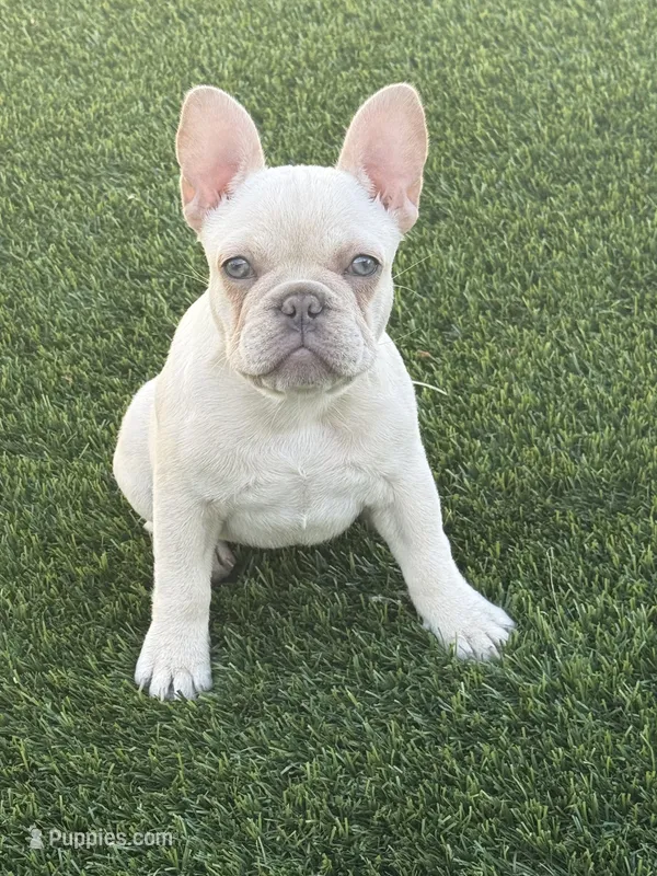 Cookie – French Bulldog puppy for sale in Las Vegas, NV