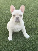 Cookie, a female French Bulldog for sale in Las Vegas, NV – 1 of 5