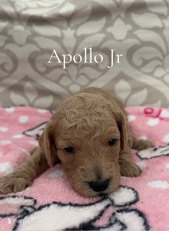 Apollo Jr- CKC – Poodle - Miniature , Poodle - Standard  puppy for sale in Saint Augustine, FL