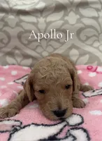 Apollo Jr- CKC, a male Poodle - Miniature  and Poodle - Standard  for sale in Saint Augustine, FL – 1 of 1