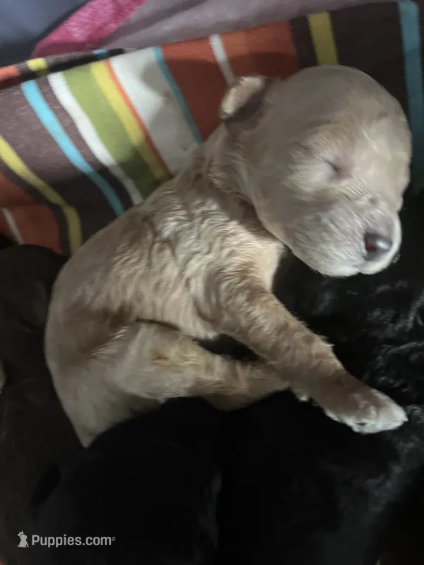 Pluto – Poodle - Miniature  puppy for sale in St. Augustine, FL