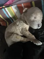 Pluto, a male Poodle - Miniature  for sale in St. Augustine, FL – 1 of 1