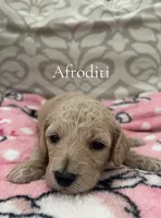 Afroditi- CKC, a female Poodle - Miniature  and Poodle - Standard  for sale in Saint Augustine, FL – 1 of 1