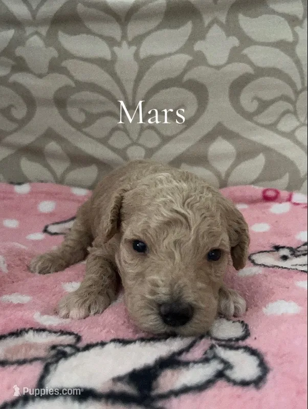 Mars- CKC – Poodle - Miniature , Poodle - Standard  puppy for sale in Saint Augustine, FL