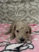 Mars- CKC, a male Poodle - Miniature  and Poodle - Standard  for sale in Saint Augustine, FL – 1 of 1