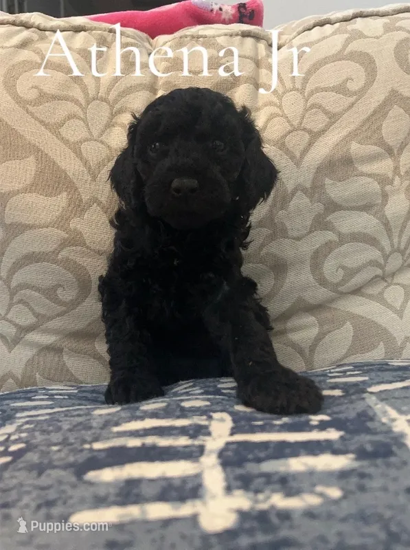 Athena Jr- CKC – Poodle - Miniature , Poodle - Standard  puppy for sale in Saint Augustine, FL