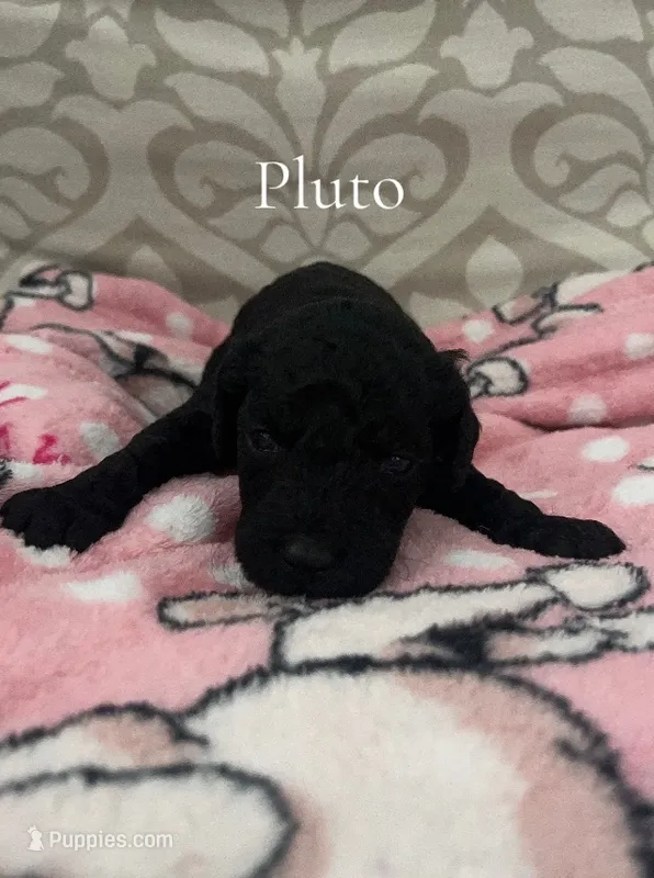 Pluto- CKC – Poodle - Miniature , Poodle - Standard  puppy for sale in Saint Augustine, FL