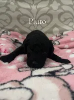 Pluto- CKC, a male Poodle - Miniature  and Poodle - Standard  for sale in Saint Augustine, FL – 1 of 1