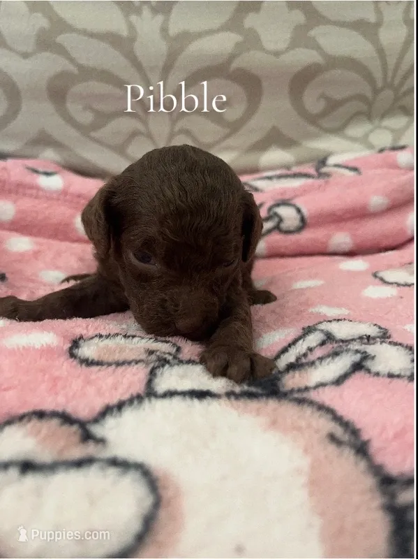Pibble- CKC – Poodle - Miniature , Poodle - Standard  puppy for sale in Saint Augustine, FL