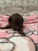 Pibble- CKC, a male Poodle - Miniature  and Poodle - Standard  for sale in Saint Augustine, FL – 1 of 1