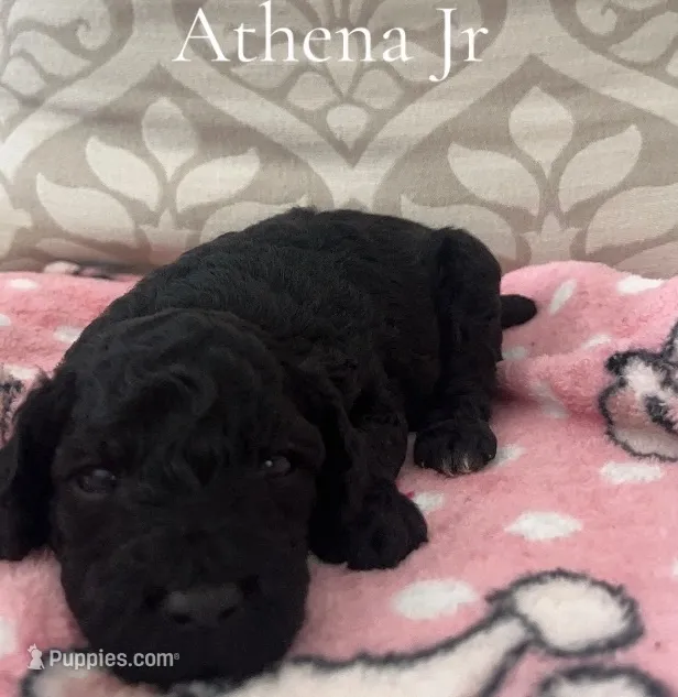 Athena Jr- CKC – Poodle - Miniature , Poodle - Standard  puppy for sale in Saint Augustine, FL