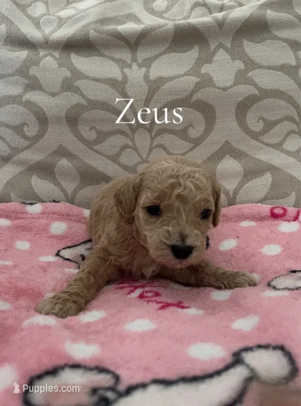 Zeus- CKC – Poodle - Miniature , Poodle - Standard  puppy for sale in Saint Augustine, FL