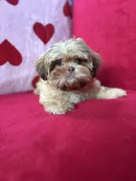 Stella, a female Shih Tzu for sale in Windermere, FL – Photo 5 of 10