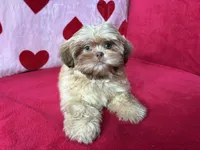 Stella, a female Shih Tzu for sale in Windermere, FL – Photo 10 of 10