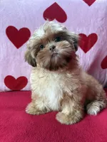 Stella, a female Shih Tzu for sale in Windermere, FL – Photo 7 of 10