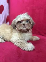 Stella, a female Shih Tzu for sale in Windermere, FL – Photo 6 of 10