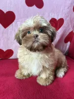 Stella, a female Shih Tzu for sale in Windermere, FL – Photo 8 of 10